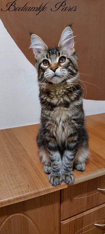 Bodiamlife Paris - Kitten maine-coon 4 months 3 weeks