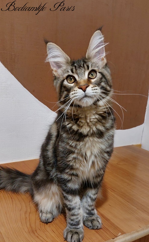 Bodiamlife Paris - Kitten maine-coon 4 months 3 weeks