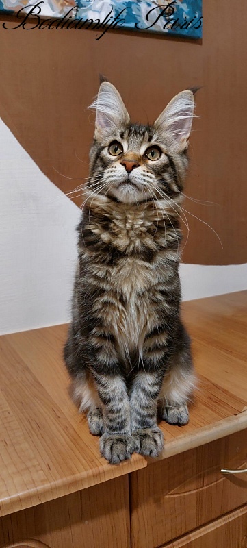 Bodiamlife Paris - Kitten maine-coon 4 months 3 weeks