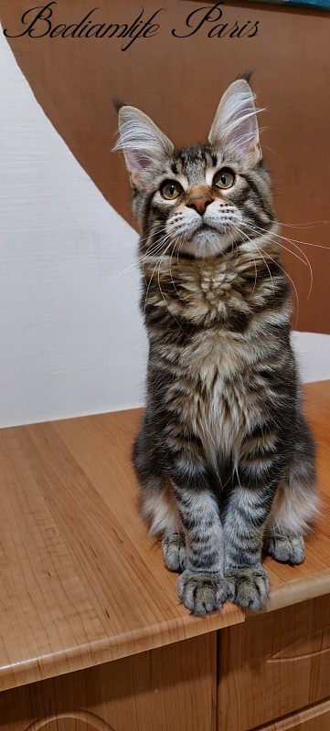 Bodiamlife Paris - Kitten maine-coon 4 months 3 weeks