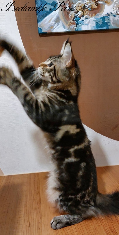 Bodiamlife Paris - Kitten maine-coon 4 months 3 weeks