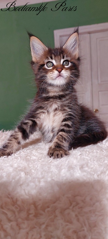 Bodiamlife Paris - Kitten maine-coon 1 month 2.5 weeks