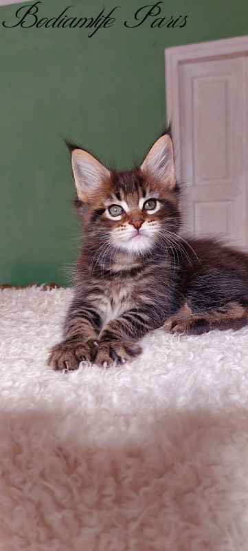 Bodiamlife Paris - Kitten maine-coon 1 month 2.5 weeks