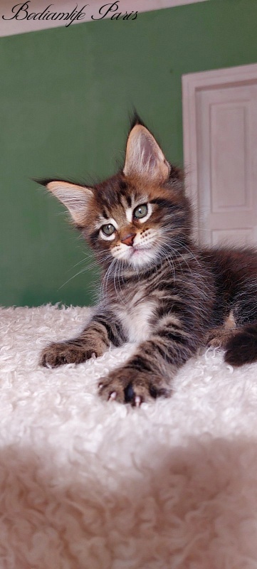 Bodiamlife Paris - Kitten maine-coon 1 month 2.5 weeks