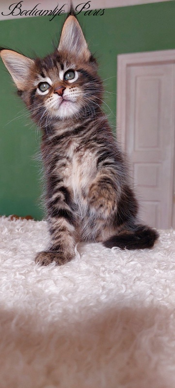 Bodiamlife Paris - Kitten maine-coon 1 month 2.5 weeks