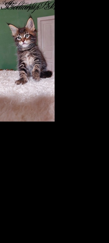 Bodiamlife Paris - Kitten maine-coon 1 month 2.5 weeks