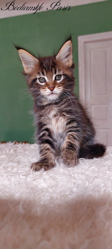 Bodiamlife Paris - Kitten maine-coon 1 month 2.5 weeks