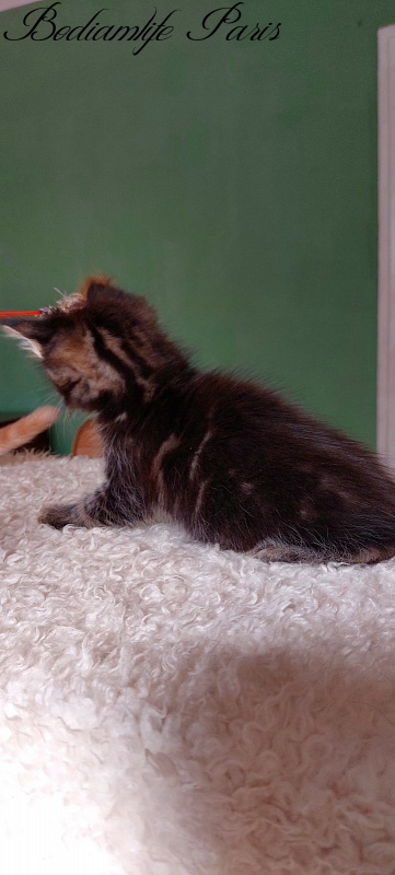 Bodiamlife Paris - Kitten maine-coon 1 month 2.5 weeks