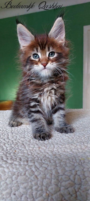Bodiamlife Qay - Kitten maine-coon 1 month 4 weeks