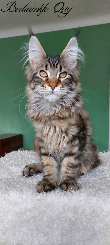 Bodiamlife Qay - Kitten maine-coon 4 months 1.5 week