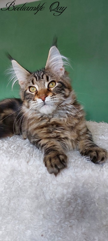 Bodiamlife Qay - Kitten maine-coon 4 months 1.5 week