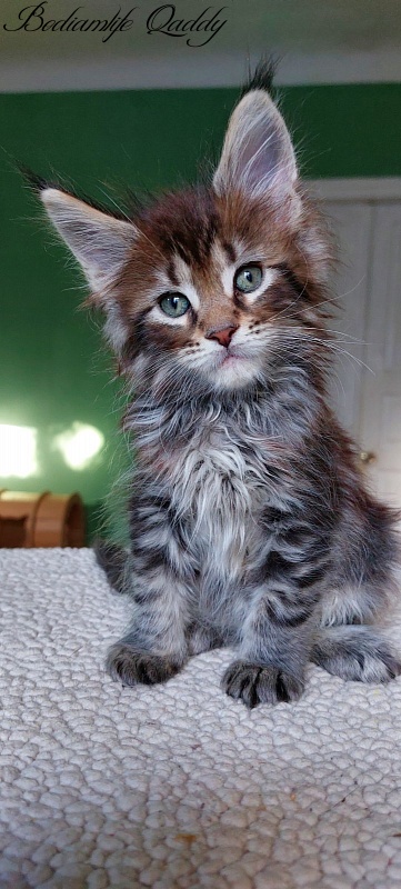 Bodiamlife Qaddy - Kitten maine-coon 1 month 4 weeks