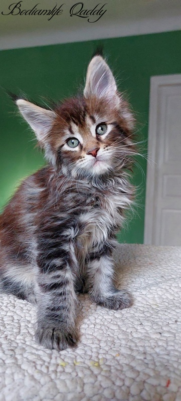 Bodiamlife Qaddy - Kitten maine-coon 1 month 4 weeks