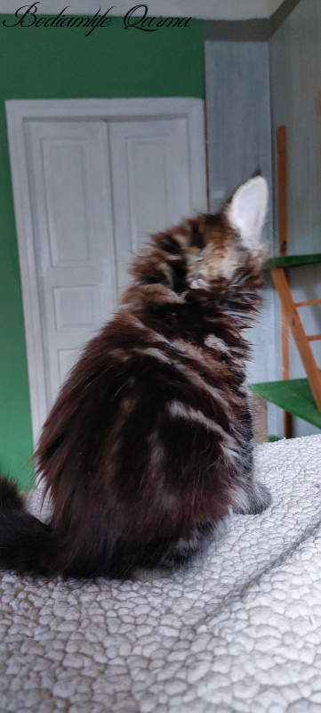 Bodiamlife Qarma - Kitten maine-coon 1 month 4 weeks