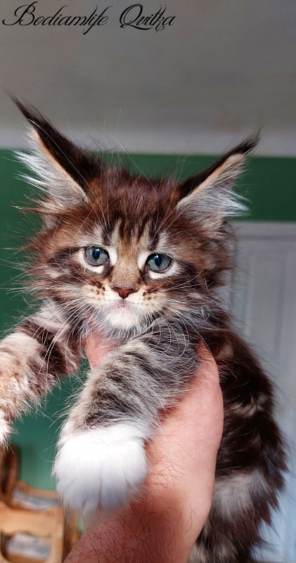 Bodiamlife Qvitka - Kitten maine-coon 1 month 4 weeks