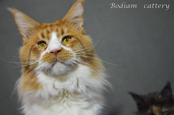 Sandari Feromon Famed - maine-coon