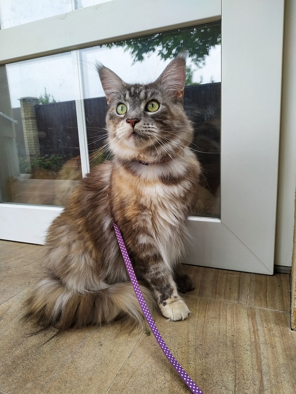 Iolanda Marmle Symphony - maine-coon