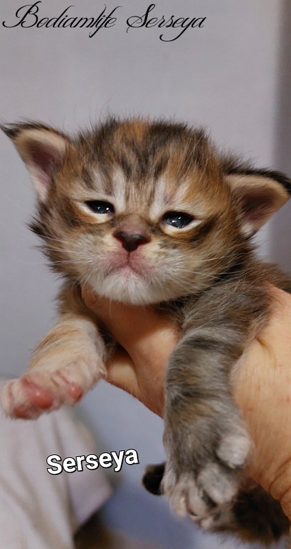 Bodiamlife Serseya - Kitten maine-coon 4 weeks