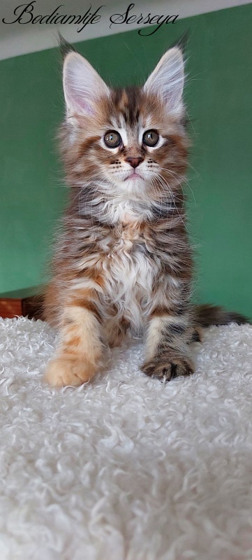 Bodiamlife Serseya - Kitten maine-coon 2 months 0.5 weeks