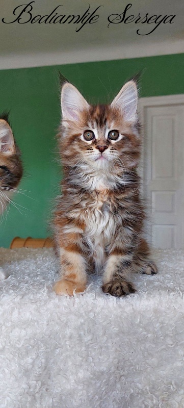 Bodiamlife Serseya - Kitten maine-coon 2 months 0.5 weeks