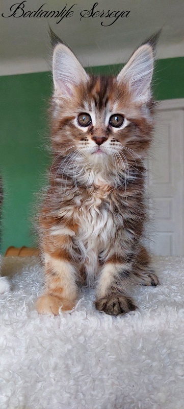 Bodiamlife Serseya - Kitten maine-coon 2 months 0.5 weeks