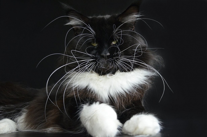 Bodiam Padishah - maine-coon