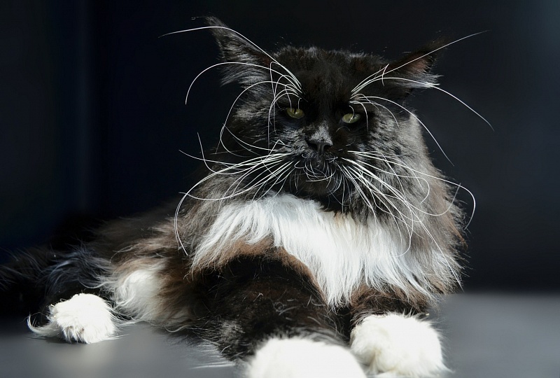 Bodiam Padishah - maine-coon