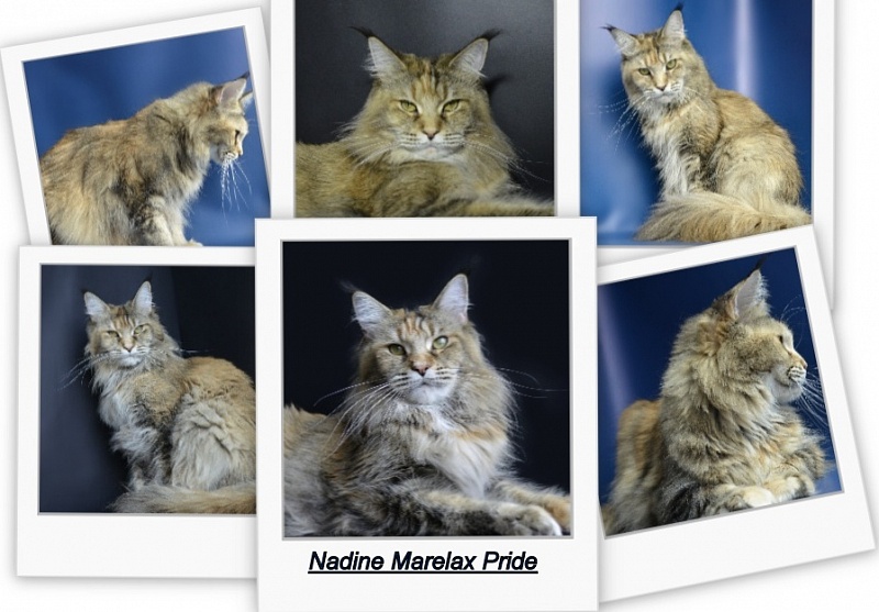 Nadine Marelax Pride - maine-coon