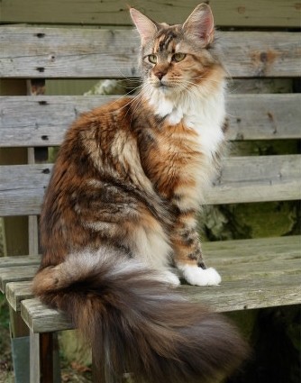 Hawkwind's Penelope - maine-coon