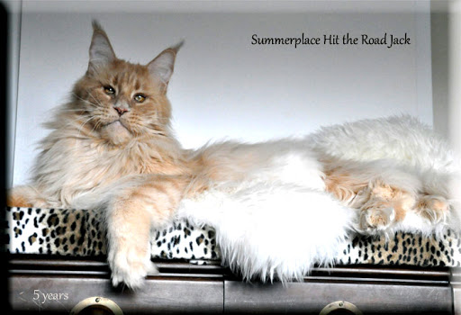 Summerplace Hit the Road Jack - мейн-кун