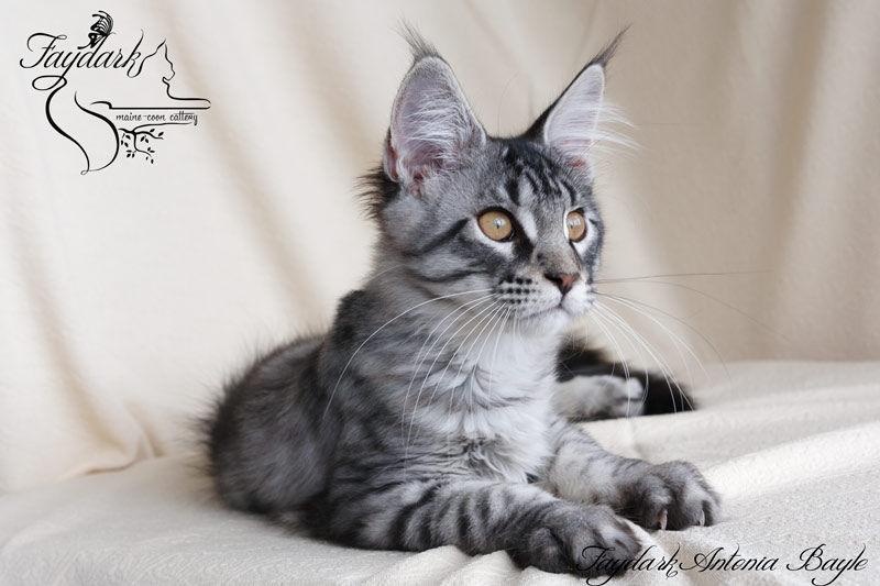 Faydark Antonia Bayle - Кошеня мейн-кун 3,5 місяця