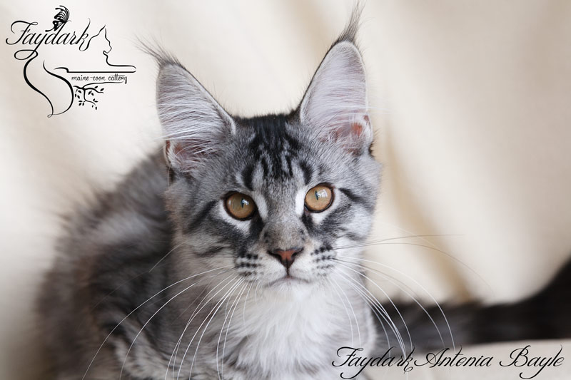 Faydark Antonia Bayle - Кошеня мейн-кун 3,5 місяця