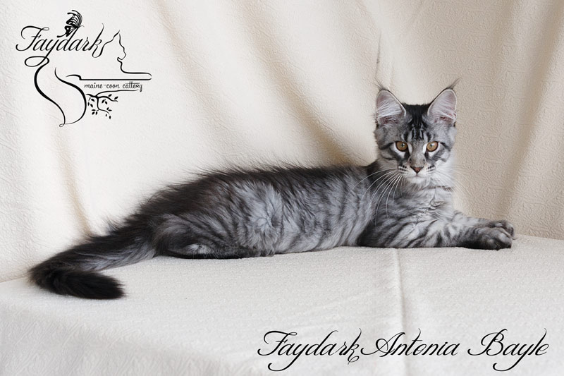 Faydark Antonia Bayle - Кошеня мейн-кун 3,5 місяця