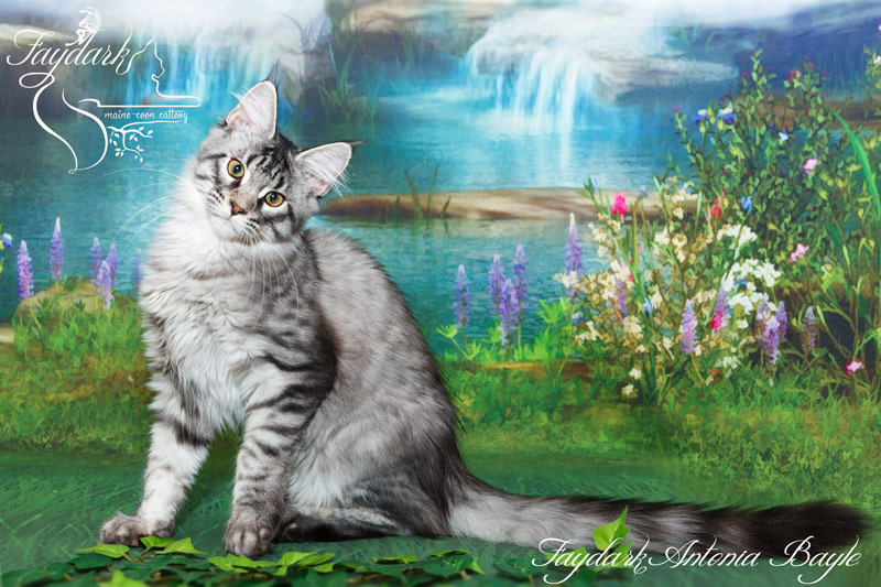 Faydark Antonia Bayle - Кошеня мейн-кун 4 місяця
