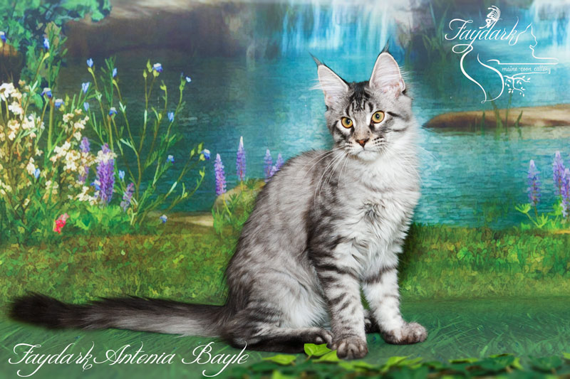 Faydark Antonia Bayle - Кошеня мейн-кун 4 місяця