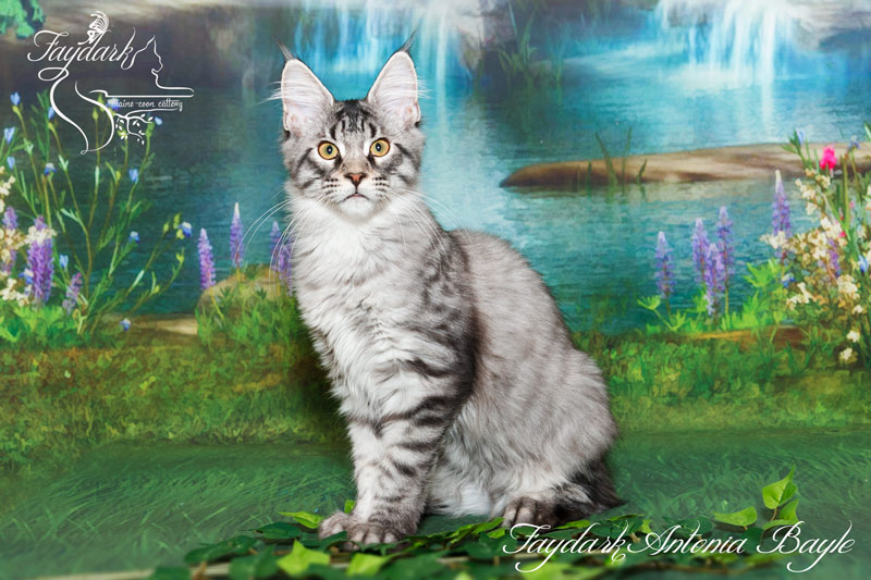 Faydark Antonia Bayle - Кошеня мейн-кун 4 місяця