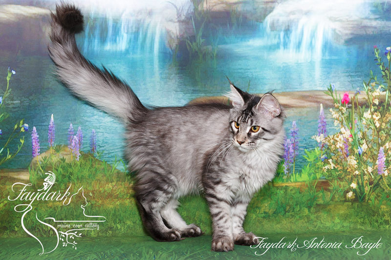 Faydark Antonia Bayle - Кошеня мейн-кун 4 місяця