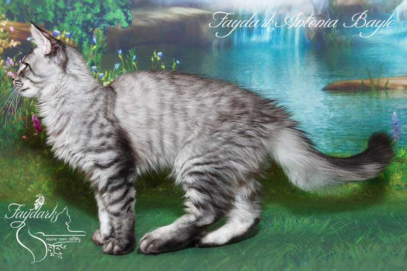 Faydark Antonia Bayle - Кошеня мейн-кун 4 місяця