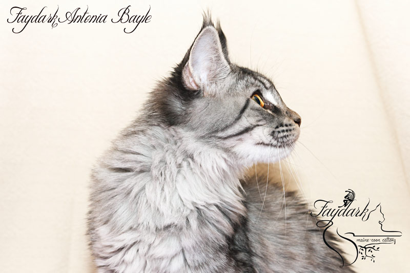 Faydark Antonia Bayle - Кошеня мейн-кун 5 місяців