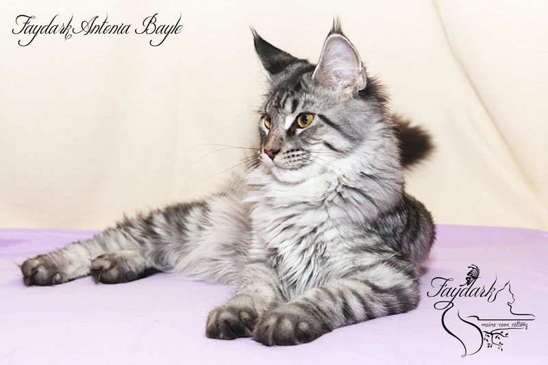Faydark Antonia Bayle - Кошеня мейн-кун 5 місяців