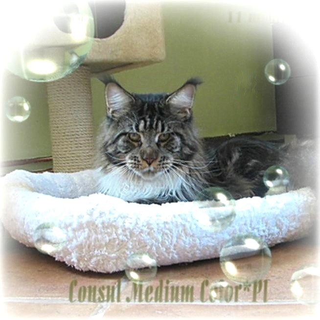 Consul Medium Color - мейн-кун