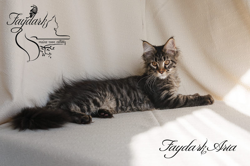 Faydark Aria - Котенок мейн-кун 3,5 месяца