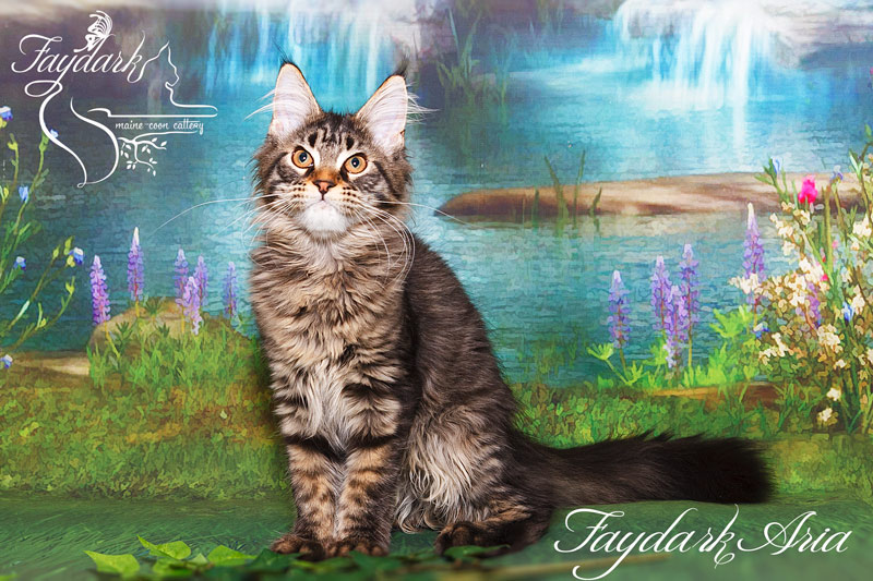 Faydark Aria - Котенок мейн-кун 4 месяца