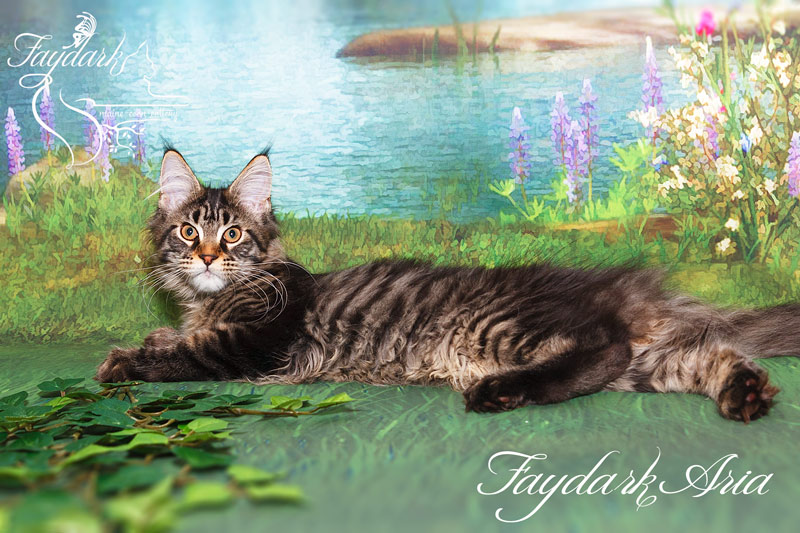 Faydark Aria - Котенок мейн-кун 4 месяца
