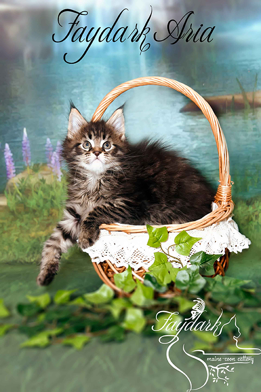 Faydark Aria - Котенок мейн-кун 1 месяц 3 недели