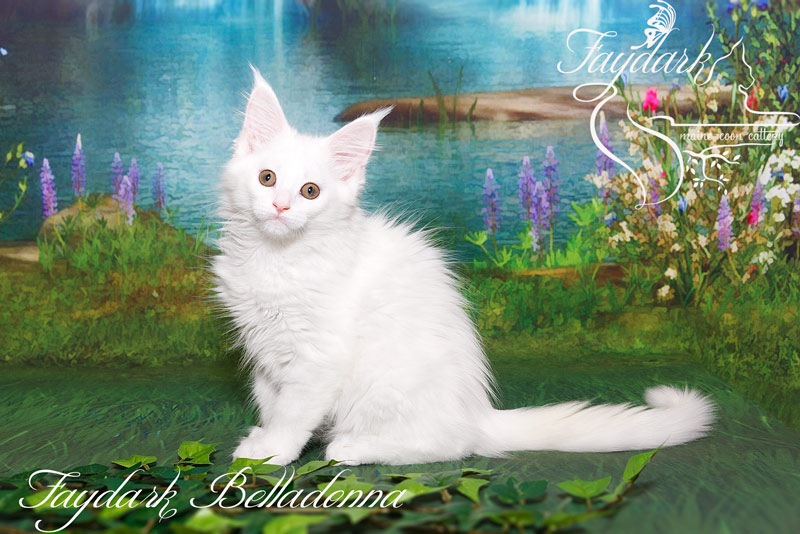 Faydark Belladonna - Кошеня мейн-кун 2,5 місяця