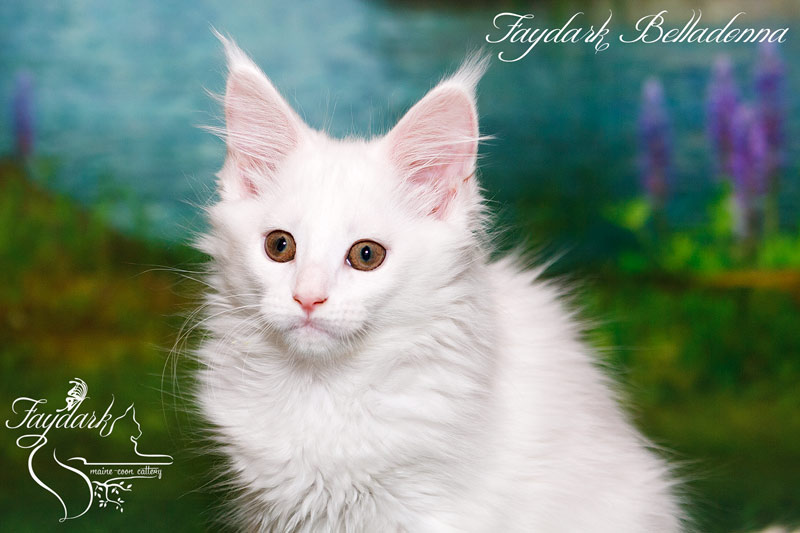 Faydark Belladonna - Кошеня мейн-кун 2,5 місяця
