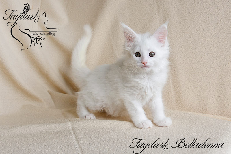 Faydark Belladonna - Кошеня мейн-кун 2 місяця