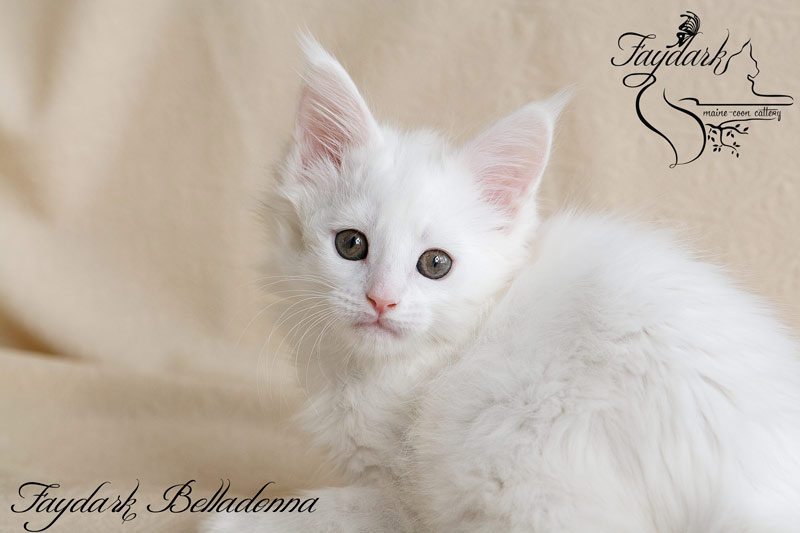 Faydark Belladonna - Кошеня мейн-кун 2 місяця