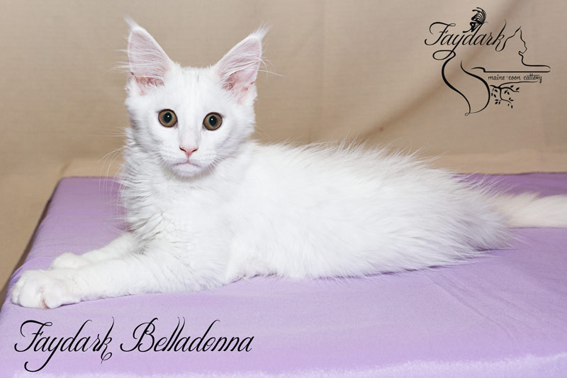 Faydark Belladonna - Кошеня мейн-кун 3,5 місяця